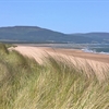 A long sandy beach and tall grass at Coul Links.