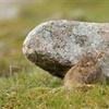 Myth-busting mountain hare management claims