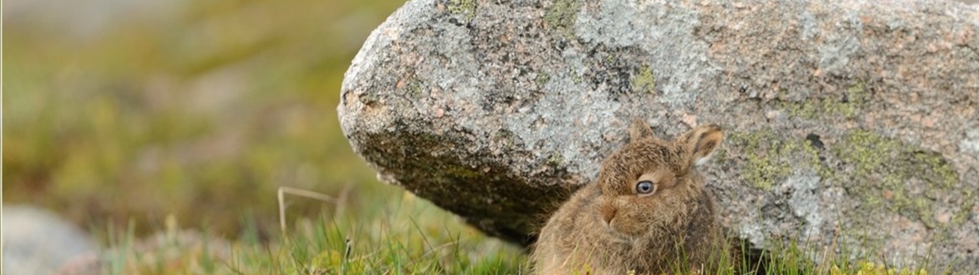 Myth-busting mountain hare management claims