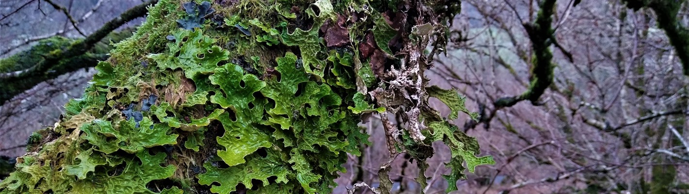 Saving Scotland&#39;s Species - Rainforest lichens