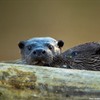 Five facts about otters