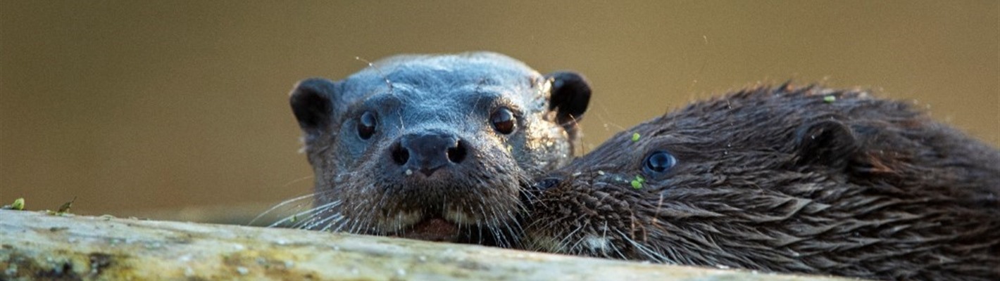 Five facts about otters