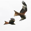 An introduction to Argaty Red Kites