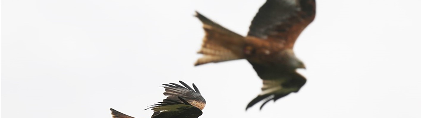An introduction to Argaty Red Kites