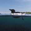 Adult male Razorbill swimming near the Shiant Isles 