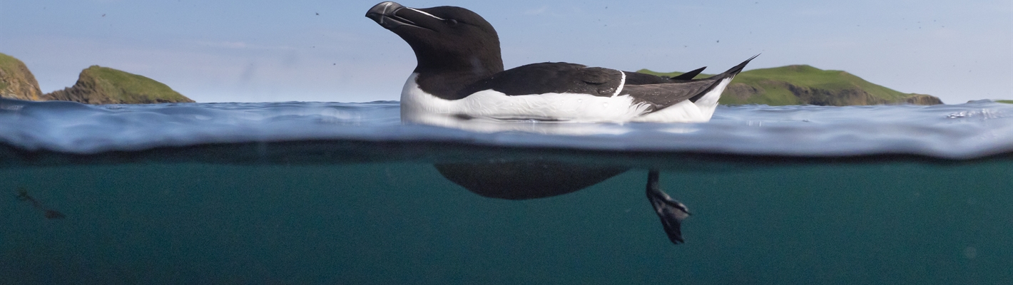 Adult male Razorbill swimming near the Shiant Isles 