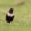 Five facts to know about ring ouzels