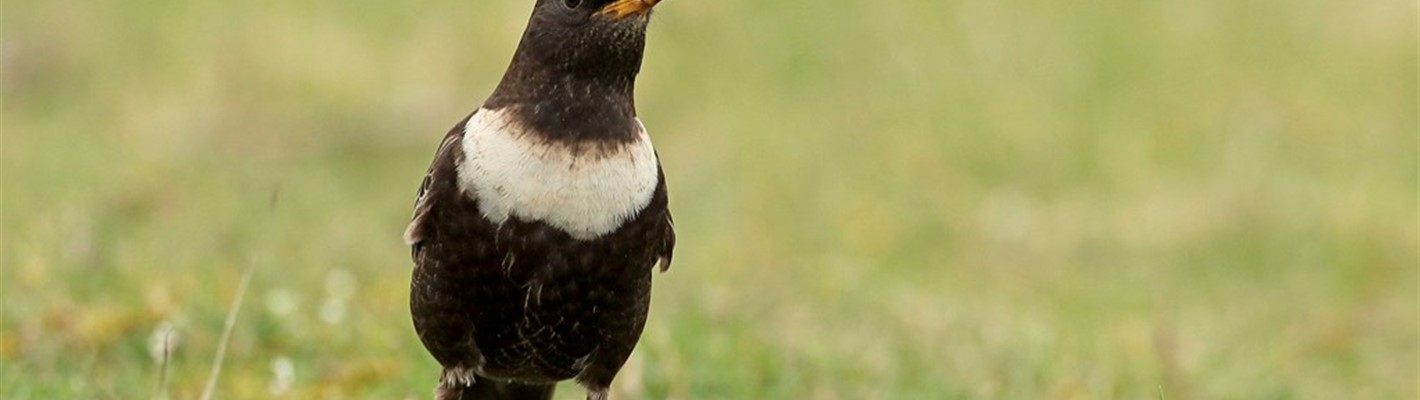 Five facts to know about ring ouzels