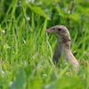 Five facts about corncrakes