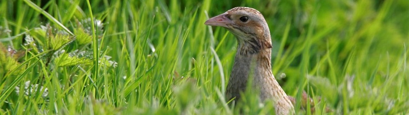 Five facts about corncrakes
