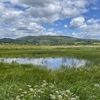 A wetland with various grasses, rushes and a pool of water. There are fields behind leading to forested hills.