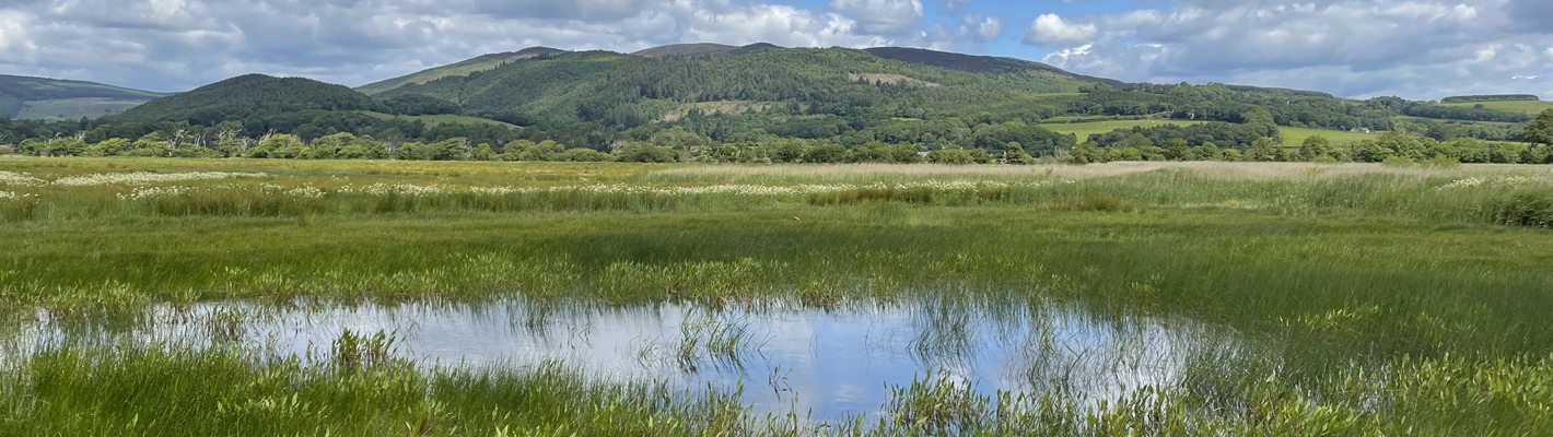 A wetland with various grasses, rushes and a pool of water. There are fields behind leading to forested hills.