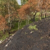 Burnt heather and scorched silver birch trees in the aftermath of a wild fire that occurred in May 2023 at Corrimony