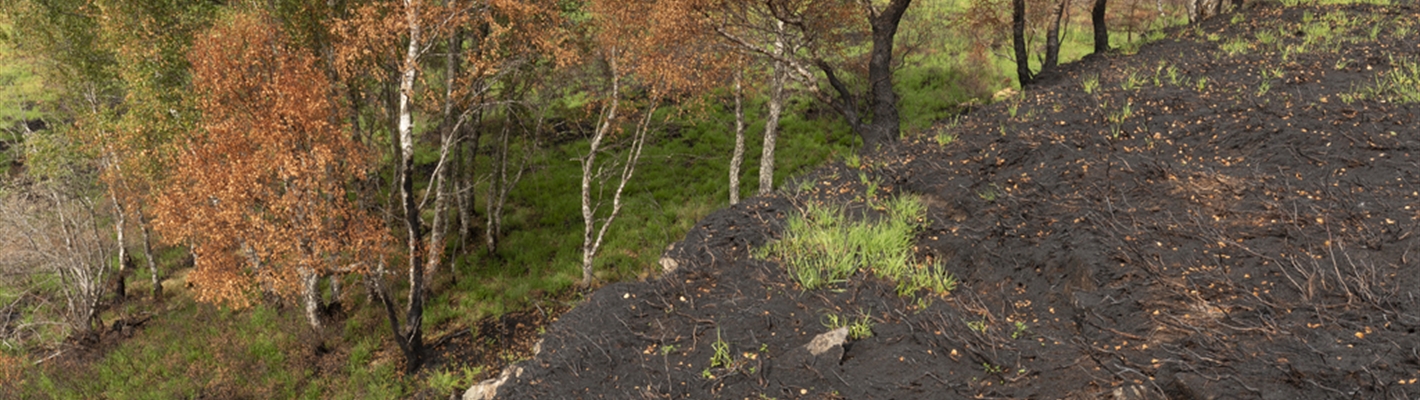 Burnt heather and scorched silver birch trees in the aftermath of a wild fire that occurred in May 2023 at Corrimony