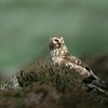 Reflecting on Scottish Government&#39;s announcement of plans to license grouse shooting