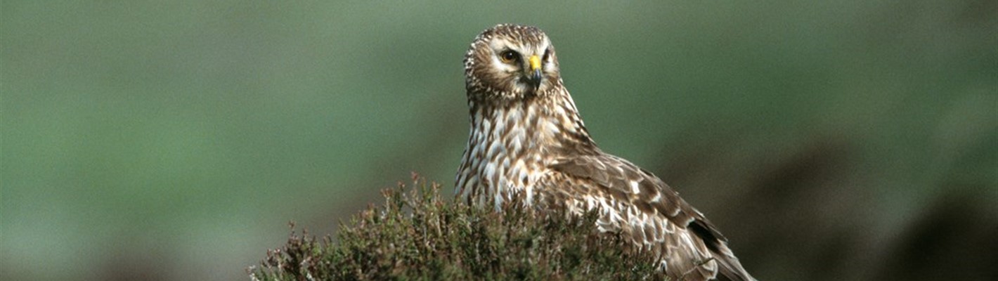 Reflecting on Scottish Government&#39;s announcement of plans to license grouse shooting