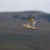 A Curlew is flying over a moorland. It is a large, brown wading bird, with a long, downward-curved beak.