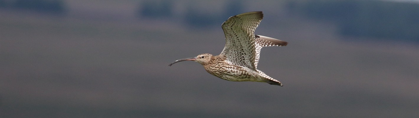 A Curlew is flying over a moorland. It is a large, brown wading bird, with a long, downward-curved beak.