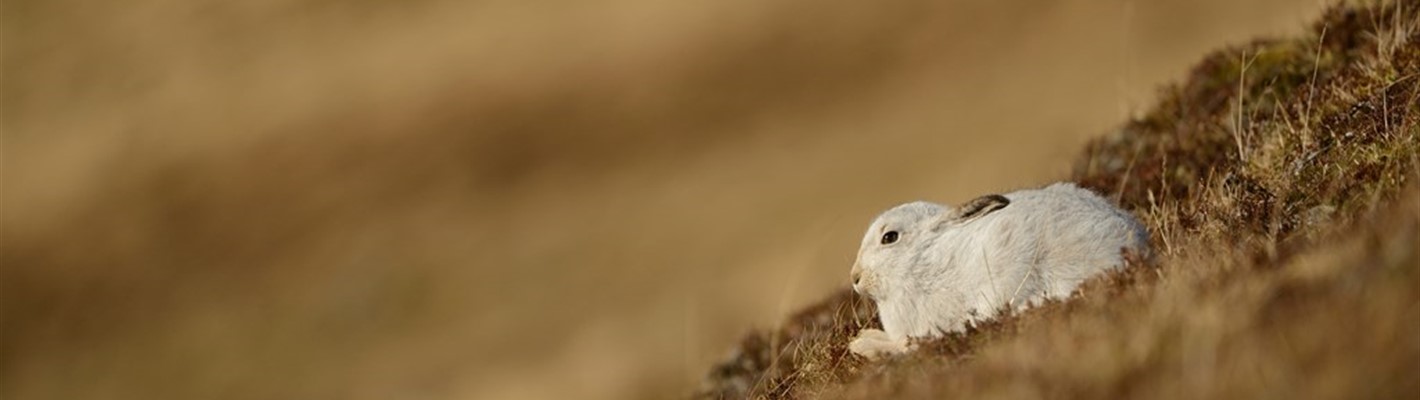 Reflecting on mountain hare licencing, one year on