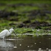 Five facts about egrets