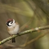 Five facts about tree sparrows