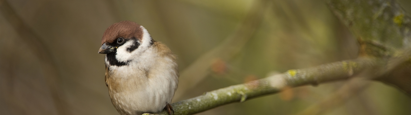 Five facts about tree sparrows