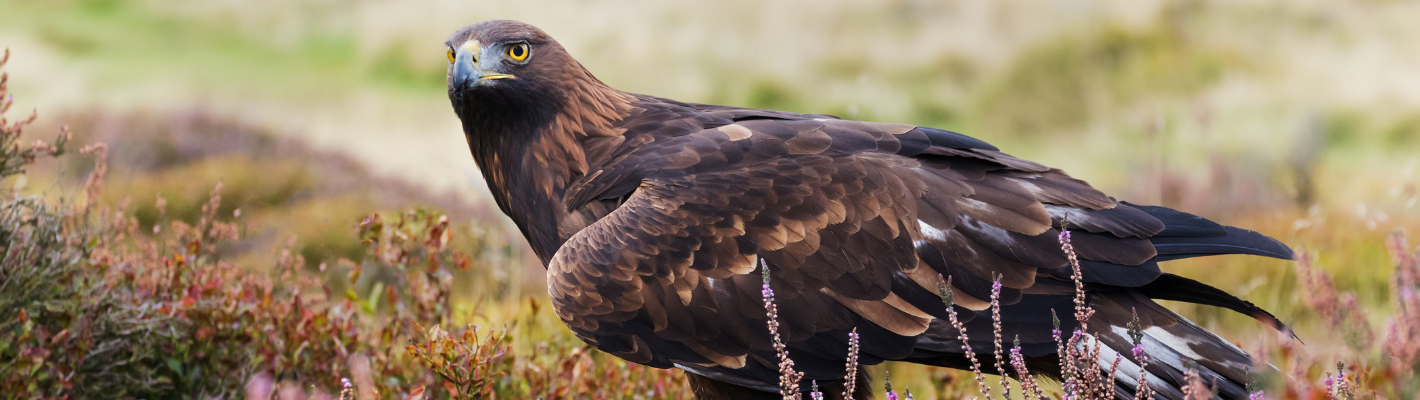 A Golden Eagle is sitting in a hummock of heather.