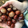 Bonkers for conkers