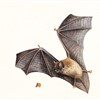 Five facts to know about bats