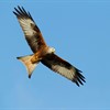 The history and future of red kite conservation