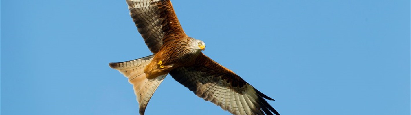 The history and future of red kite conservation