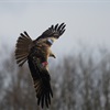 Calling all red kite photographers in North Scotland! We need your wing-tagged red kite photos!