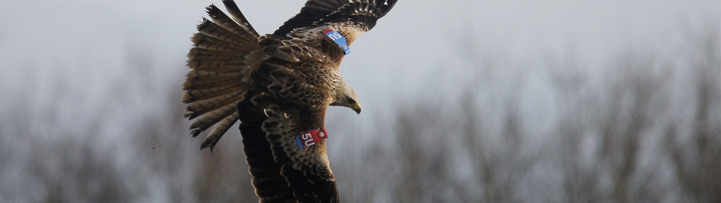 Calling all red kite photographers in North Scotland! We need your wing-tagged red kite photos!