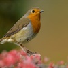 Robins from around the world