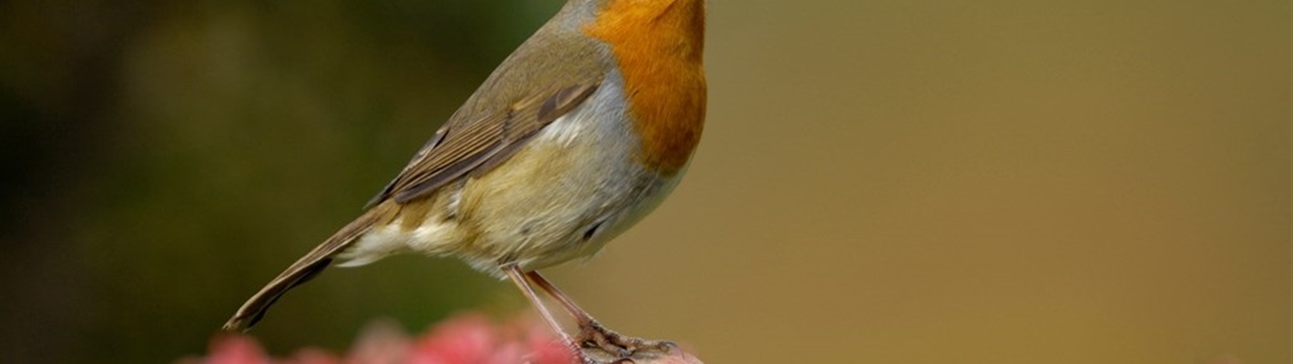 Robins from around the world