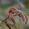 Amazing year for aspen at Insh Marshes