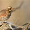 Redwings, rowans and fieldfares, oh my!