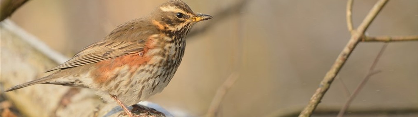 Redwings, rowans and fieldfares, oh my!