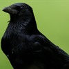 Making the case for corvids