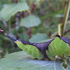 Rare Invertebrates in the Cairngorms: A volunteers experience