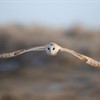 Threats barn owls face in winter