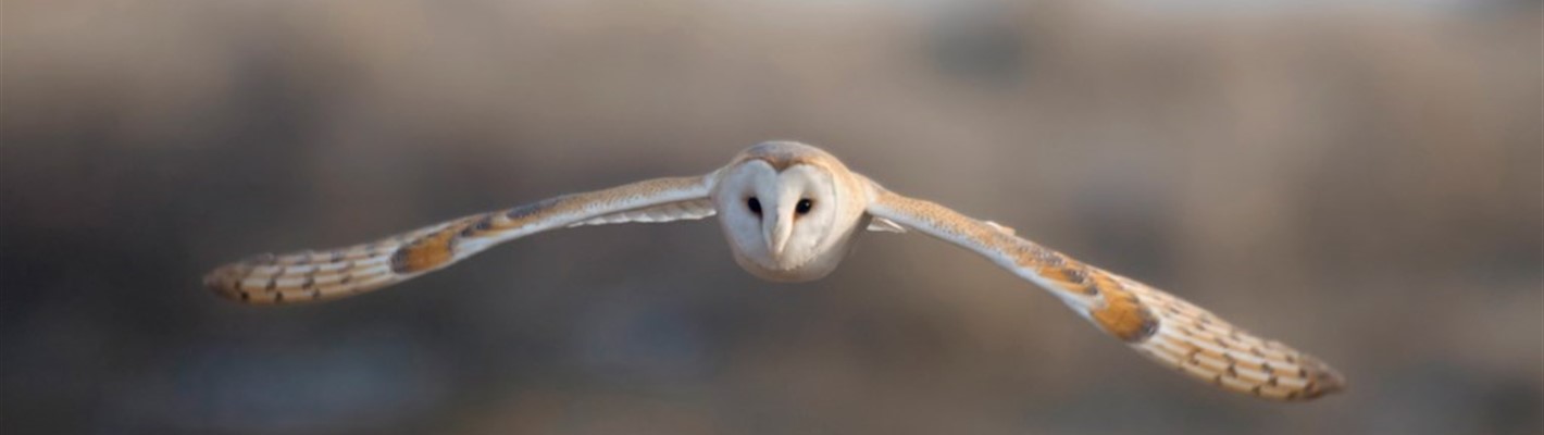 Threats barn owls face in winter