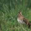 How will the wildlife of Insh Marshes fare when the A9 road is dualled?