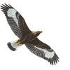 Iolair bhuidhe: The golden eagle