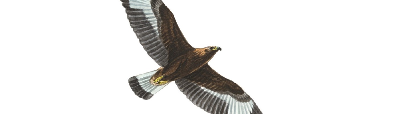 Iolair bhuidhe: The golden eagle