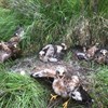 Hen Harriers make history on the Isle of Lewis