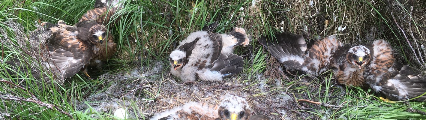 Hen Harriers make history on the Isle of Lewis