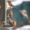 Five ways to take part in Big Garden Birdwatch