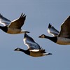 Geese flock to Scottish shores