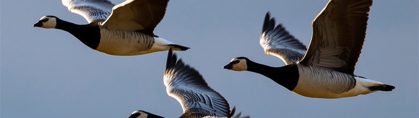 Geese flock to Scottish shores
